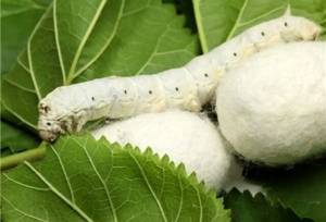 افزایش ۱۸۰ درصدی تخم نوغان در کشور