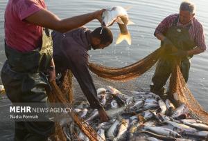 افزایش ۲۶۹ درصدی صید ماهی در گلستان از آغاز فصل صید