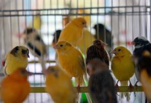 کشف بیش از ۶۰۰ قطعه پرنده زینتی قاچاق در گذرگاه مرزی شلمچه