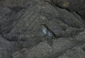 تصاویری زیبا از پلنگ ایرانی ماده با سه توله