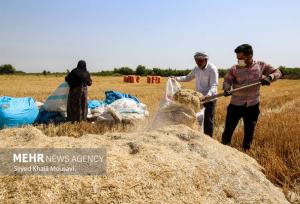 کاهش ۳۰ درصدی برداشت گندم در سربیشه