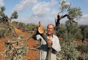 تحریم محصول زیتون در فلسطین؛ استراتژی ۷۷ ساله رژیم صهیونیستی