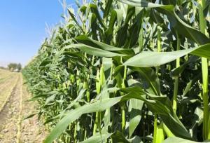 پیش‌بینی تولید ۳.۵ میلیون تن ذرت علوفه‌ای در فارس