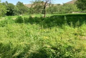 کشف مزرعه کشت غیرمجاز شاهدانه در شوراب صغیر