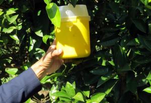 کاهش آفت مگس میوه مدیترانه‌ای در باغات بابل