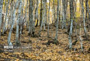 نشست کارگروه ملی طبیعت‌گردی با محور حفاظت و توسعه پایدار برگزار شد