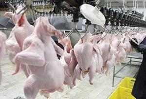 عرضه بیش از ۱۵ تن مرغ با تلاش زندانیان لاهیجانی به بازار