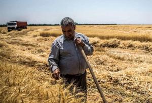 آغاز پرداخت غرامت گندمکاران با واریز 1100 میلیارد تومان