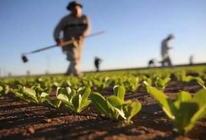 ایجاد سیستم‌های نظارتی کارآمد؛ لازمه مدیریت پایدار تولیدات گیاهی