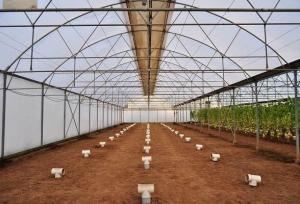 گلخانه ‌داران آذربایجان‌غربی با کاهش دما اقدام پیشگیرانه کنند