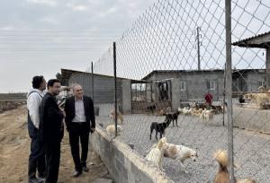 همکاری اداره کل دامپزشکی مازندران و دانشگاه برای مدیریت اصولی سگ‌های بلاصاحب