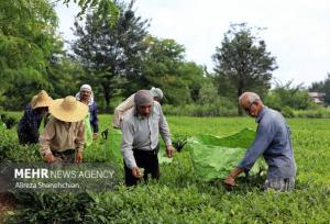 برداشت ۳ هزار تُن برگ سبز چای از باغات شفت