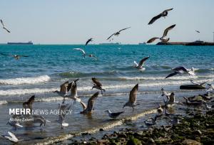 خلیج فارس مواج و طوفانی است؛ افزایش سرعت باد در بوشهر