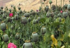لزوم بازگشت ایران به کشت قانونی خشخاش برای تأمین مواد اولیه دارویی