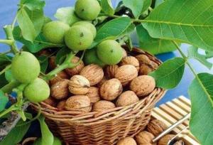 تجاری‌سازی باغ ها با استفاده از روش‌های نوین