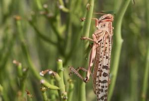 هرمزگان آماده مقابله با هجوم ملخ های صحرایی است