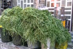 بانویی که مزرعه را کارخانه کرد!