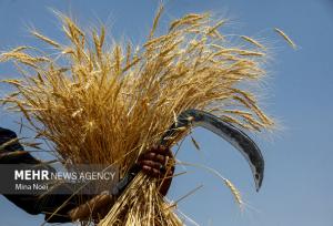 سهرابی: موجودی گندم استان خراسان رضوی «اطمینان‌بخش» است