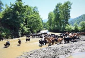 سوادکوه شمالی، ظرفیت تولیدات دامی و زراعی با ۱۰ هزار بهره‌بردار