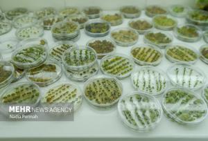 انجام سالانه ۶۰ طرح کاربردی در حوزه کشاورزی ایلام