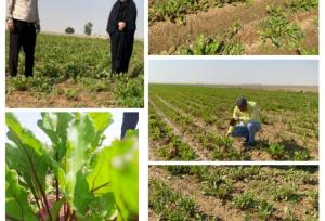 افزایش کشت محصول چغندر لبویی در شهرستان دهلران