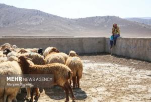 قادری:بیش از ۱۴۰ هزار رأس دام در تربت حیدریه تحت پوشش بیمه قرار گرفتند