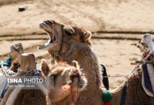 نخستین ردیاب هوشمند شتر در بندرعباس نصب شد