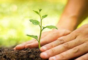 نیکویی: خیران گرگانی به طرح مردمی کاشت یک میلیارد درخت پیوستند