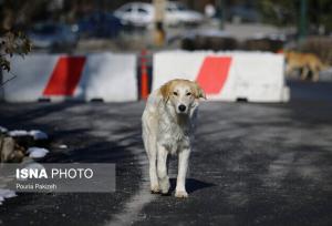 عضو شورای شهر کرج: به قراردادهای صوری نگهداری سگ‌های بلاصاحب پایان داده شود