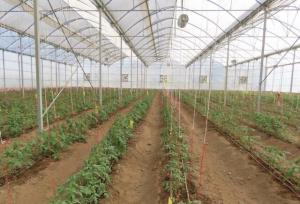 هشدار نسبت به کمبود سوخت گلخانه‌های جیرفت با تشدید سرما