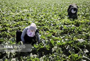 اطلاعیه جهادکشاورزی خوزستان در پی هشدار سطح نارنجی