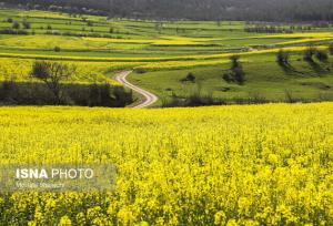 رونق کشت کلزا در دهلران با وجود چالش آبی