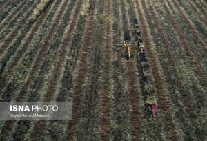 اهوازی‌ها ماهانه ۳ همت صرف تعویض فیلتر دستگاه‌های تصفیه آب می‌کنند!/«نیشکر» خوزستان شُش‌های واقعی زمین