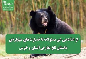 از غذادهی غیرمسئولانه تا خسارت‌های میلیاردی؛ داستان تلخ تعارض انسان و خرس