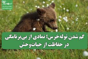 گمشدن توله‌خرس؛ نمادی از بی‌برنامگی در حفاظت از حیات‌وحش
