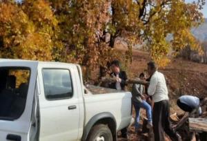 کشف و ضبط ۳۰۰ کیلوگرم چوب بلوط قاچاق در روستای آلمانه