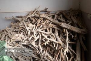 کشف یک تن چوب قاچاق تاغ در میامی