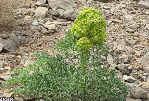 برداشت آنغوزه در خراسان جنوبی  ممنوع شد