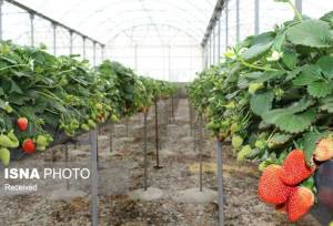 توسعه گلخانه‌ها؛ راهکار کلیدی حفظ تولید و کاهش اتکا به سفره‌های زیرزمینی