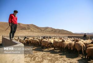 جوادی نژاد: جایگزین‌های موقت برای بازار دام تعطیل شده مشهد تعیین شد