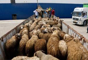۵۵۴ رأس احشام قاچاق در مرز بانه کشف شد