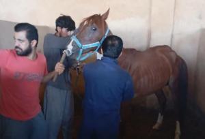 پایش بیماری «مشمشه» در اسبداری‌های شهرستان تنگستان انجام شد