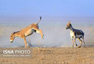 رئیس حفاظت محیط‌زیست شهرستان ابرکوه: گورخرهای پنج‌ انگشت دوباره به دشت‌های ایران بازگشتند