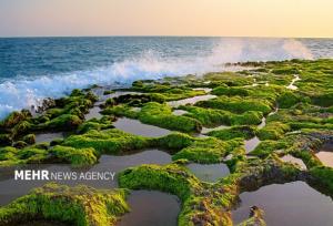 پرورش جلبک؛ ظرفیت نوین چابهار برای توسعه اقتصاد دریا محور