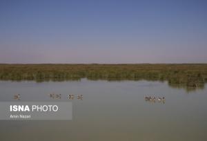 درگیری شکارچی متخلف با محیط‌بانان تالاب «میانگران»
