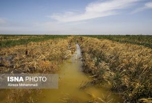 هشدارهای هواشناسی به کشاورزان فارس/ مراقب سیلاب‌های محلی و کاهش دما باشید