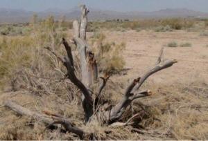 دیوار سبز سرخس زیر تیغ قاچاق