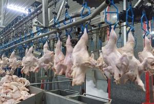 مدیر توسعه بازرگانی جهاد کشاورزی: مازندران ۵۸۶ تُن گوشت مرغ به پایتخت ارسال کرد