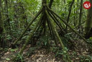درختی که «پا» دارد و بعضی‌ها می‌گویند «راه می‌رود»
