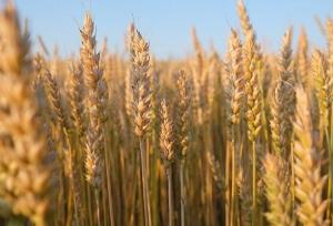 پیش‌بینی تولید بیش از ۱۰۰ هزار تن گندم در چهارمحال و بختیاری
